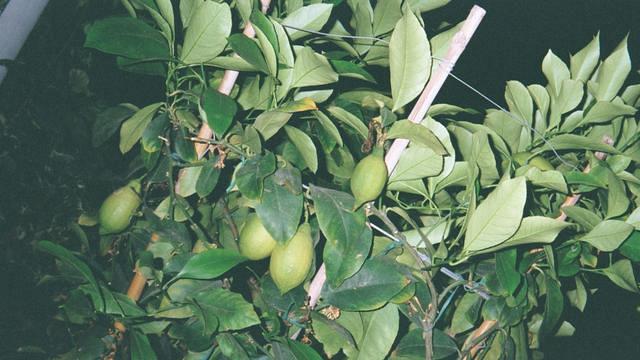 Lemons in front of our hotel, Venezia, Jun 7-18, 2001